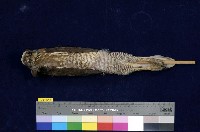 鳳頭蒼鷹藏品圖，第5張
